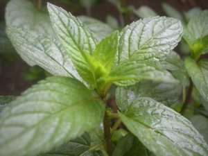 Mentha piperita - Peppermint เปปเปอร์มินต์