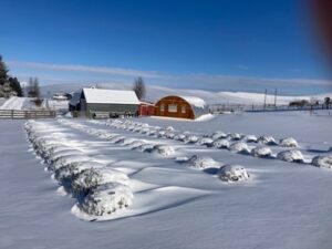 BBLF - Snow in the West Field