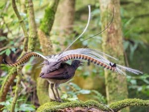 Bird Sounds Like Chainsaw