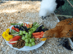 Can Chickens Eat Bird Seed