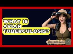 Can Humans Get Tuberculosis from Birds