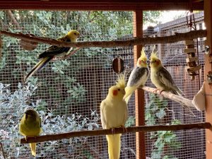How Do You Make Bird Cage Perches from Tree Branches