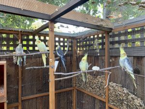How to Build a Bird Perch