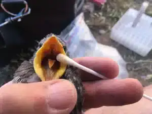 How to Know If My Bird Has Worms