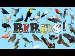 How to Spell a Bird Noise