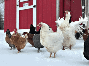 How to Treat Frostbite in Birds