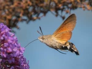 Is a Hummingbird a Bird Or an Insect
