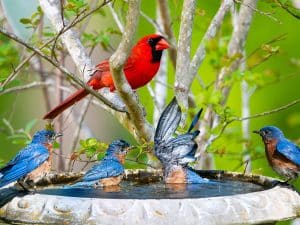 Mistakes to Avoid When Attracting Birds