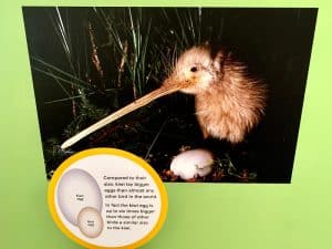 Was the Kiwi Bird Or Fruit Named First