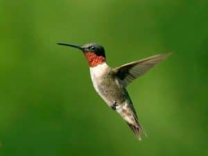 What are Migratory Birds