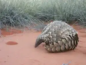 What Eats a Bird in the Desert