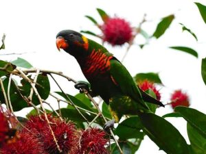 What Fruit Does the Umbrella Bird Eat