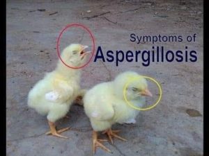 What is Aspergillosis in Birds