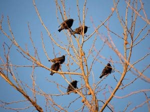 What is Bird Roosting