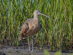 What is the Bird Found in the Bolsa Chica Wetlands