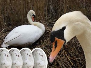 What Tundra Animal Eats Bird Eggs