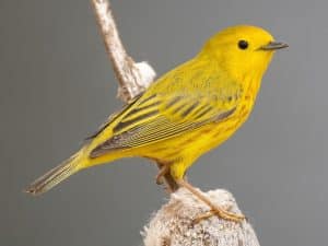 Yellow Birds Colorado