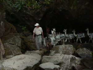 Llamas on the way to Mt. LeConte