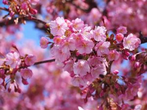 河津桜の写真