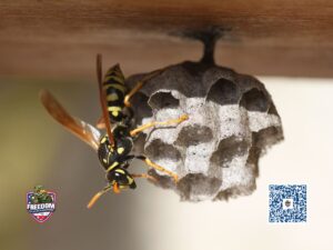 Stinging insect control near me