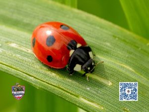 Ladybug