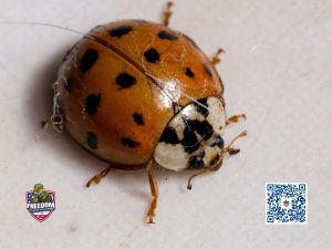 Asian Lady Beetle