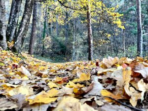 paysage d'automne