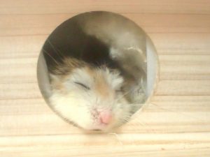 hamster-death2