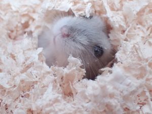 dive-hamster