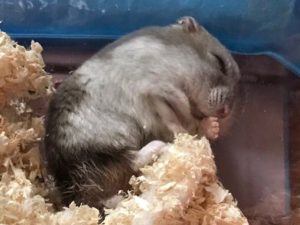 横向きで寝るハムスター