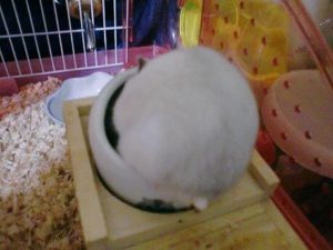 丸くなるハムスター