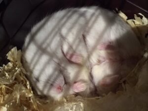 sleeping-hamster-2