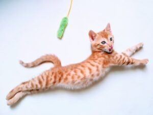 cat-jump2
