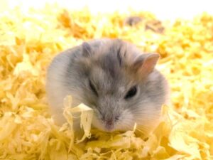 hamster-sleep