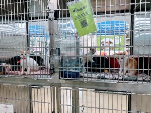 Kittens in need of care