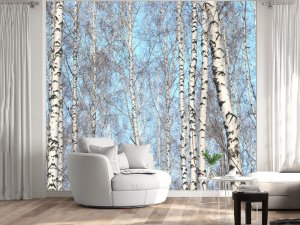 3D foto tapeta – Šuma breza