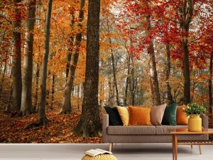 Foto tapeta – Zlatna Šumska Jesen