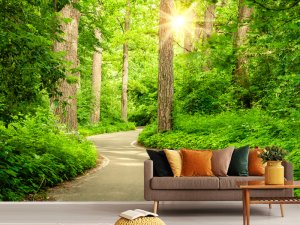 Foto tapeta – Sunčana Staza Kroz Zelenu Šumu