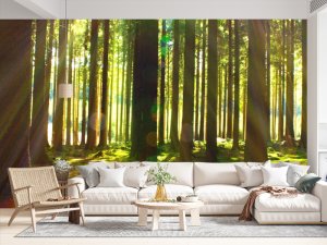 Foto tapeta – Stubovi Sunčane Šume