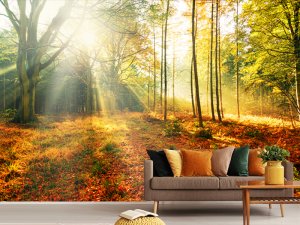 Foto tapeta – Šuma U Zlatnom Zagrljaju Sunca