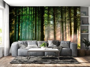 Foto tapeta – Sunčevi Zraci Kroz Šumsku Dubinu Foto tapeta – Sunčevi Zraci Kroz Šumsku Dubinu