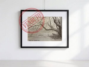Black and white watercolor of the four historic plane trees of the Locarno landing stage on Lake Maggiore, captured up close with imposing trunks and intertwined branches.