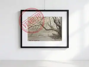 Acquarello in bianco e nero dei quattro platani storici del debarcadero di Locarno sul Lago Maggiore, ripresi da vicino con tronchi imponenti e rami intrecciati.