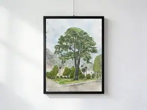 Watercolor of a large green cedar in a Locarno urban park, with palms, buildings and mountains in the background; work with frame and without passe-partout, external dimensions 30 × 40 cm.