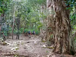 hiking through forest