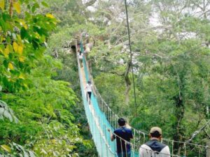 Secrets Peruvian Amazon trips: Macaw clay - Sandoval - Canopy 4D 27 Canopy-Walk-tambopata-768x576