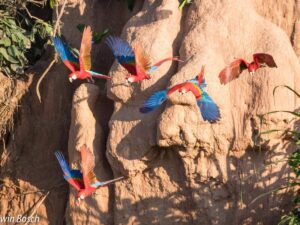 4D Macaw clay / Sandoval (2 lodges)