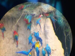 3D Macaw clay  Lick Rainforest Expedition