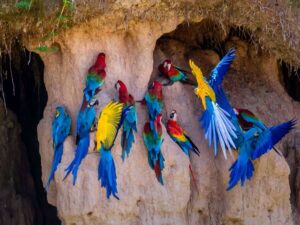 4D Macaw Clay Lick - Tambopata Kayak