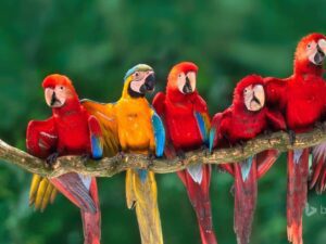 4D Macaw Amazon Scientific Research Center